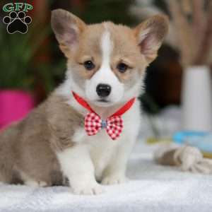 Jerry, Pembroke Welsh Corgi Puppy